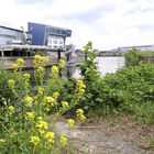Gelbe Blüten, dahinter Industriegebäude