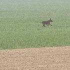 Pappkamerad (Hase aus Stahblech) steht im Feld