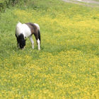 Pferd auf Wiese zwischen gelben Blüten