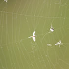 Insekten im Spinnennetz