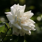 Weiße Rose