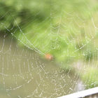 Regentropfen an Spinnennetz