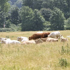 Weiße Rinder liegen auf der Wiese