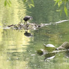 Schildkröte auf Baumstamm neben Blesshuhnnest im Wasser