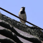 Vogel auf Dachkante