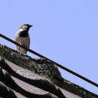 Vogel auf Dachkante
