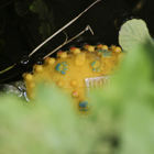 Gelbes Plastikteil mitt Noppen schwimmt im Wasser