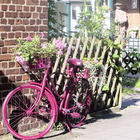 Rotes Fahrrad mit Blumen an Jägerzaun