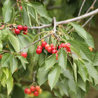 Rote Beeren und grüne Blätter
