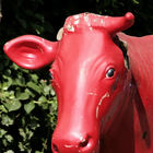 Rote Kuh mit einem Ohr und einem Horn