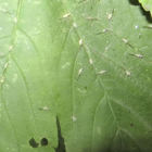 Kleine grüneTierchen auf grünem Blatt