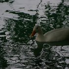 Weiße Ente schwimmt auf dem Wasser