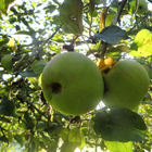 Äpfel am Baum