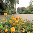 Blumenkübel mit gelben Blüten vor Fontäne