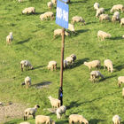 Blick auf weidende Schafe am Rheinufer in Kaßlerfeld