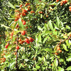Rote Beeren und grüne Blätter