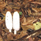 Weiße Pilze