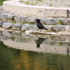 Rabenvogel spiegelt sich im Wasser