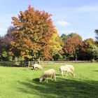 Weidende Schafe vor herbstlichen Bäumen mit bunten Blättern