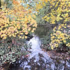 Herbstliche Zweige mit bunten Blättern spiegeln sich im Wasser