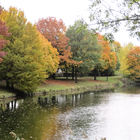 Bäume am Teich