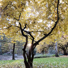 Herbstlicher Baum mit bunten Blättern