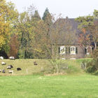 Weidende Schafe vor Bauernhaus