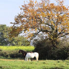 Pferde im Herbst