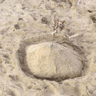 Bäumchen im Sand