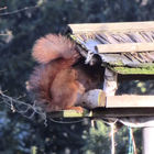 Eichhörnchen an einem Vogelhaus