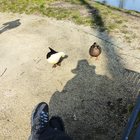 Ente und Schatten