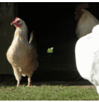 Huhn auf Wiese
