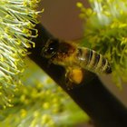 Biene an Kätzchen