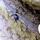 Käfer auf Baumrinde