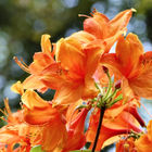 Orangefarbene Blüten