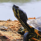 Schildkröte auf Baumstamm im Wasser
