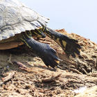 Schildkrötenbeine