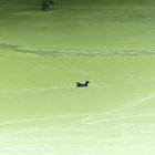 Ralle schwimmt in bemoostem Teich
