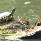 Schildkröten auf Baumstamm im Wasser