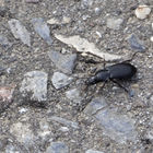 Schwarzer Käfer auf Boden