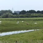 Rinder liegen neben Weiher im Gras