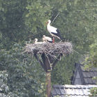 Storchenfamilie im Nest
