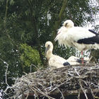 Storchenfamilie im Nest