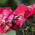 Verblühte rote Rosen