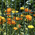 Bunte Blumen wachsen durch einen Zaun