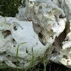 Weißer zerfressener Pilz