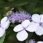 Biene auf Hortensie (Hydrangea aspera)