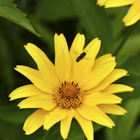 Gelbe Chrysantheme mit Schwebfliege