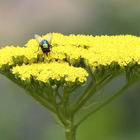Fliege auf gelben Blüten