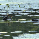 Blesshuhn und Jungtiere schwimmen auf dem Wasser